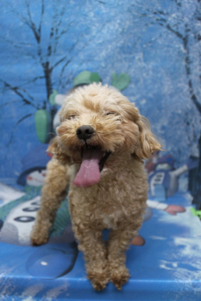 千葉県船橋市のミックス犬のトリミング前画像