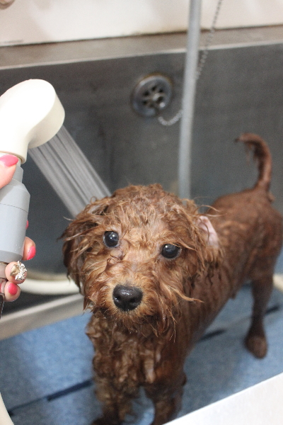 千葉県船橋市のトイプードルのオゾンシャワー画像