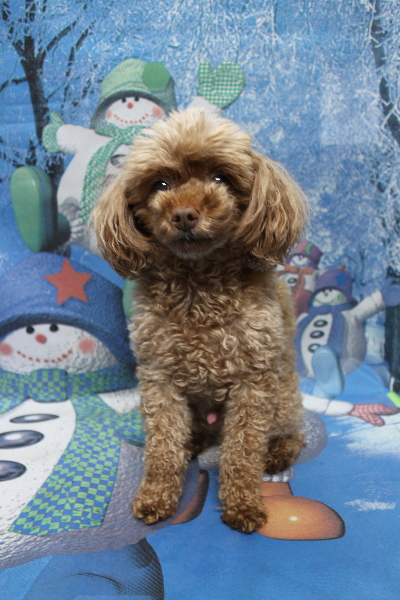 千葉県船橋市のトイプードルのトリミング前画像