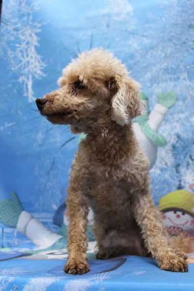 千葉県船橋市のトイプードルのトリミング前画像