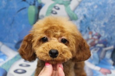 トイプードルブリーダーの子犬、トリミング画像