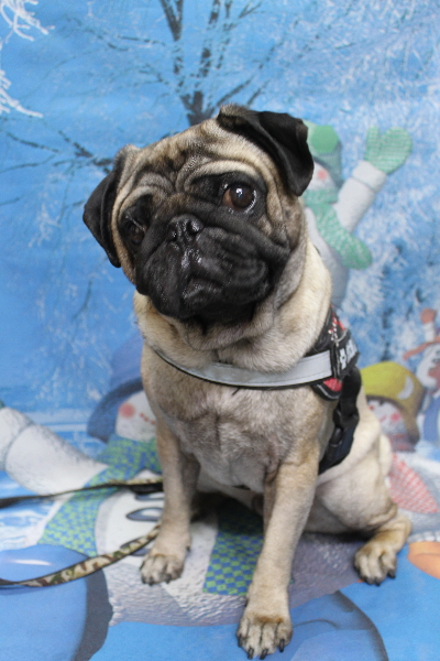 千葉県鎌ケ谷市のパグのトリミング前画像