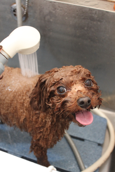 千葉県鎌ケ谷市トイプードルのオゾンシャワー画像