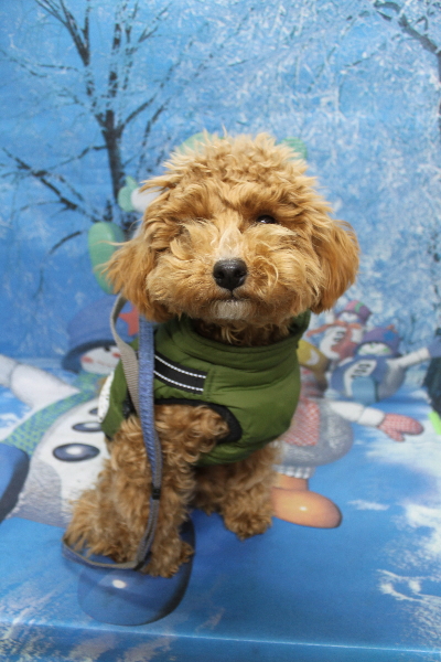 千葉県船橋市のトイプードルのトリミング前画像