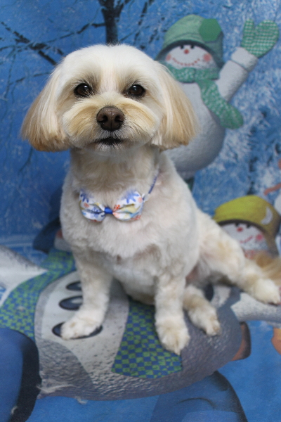 千葉県鎌ケ谷市のミックス犬のトリミング画像