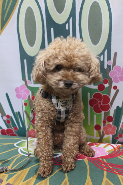 千葉県鎌ヶ谷市のトイプードルのトリミング前画像