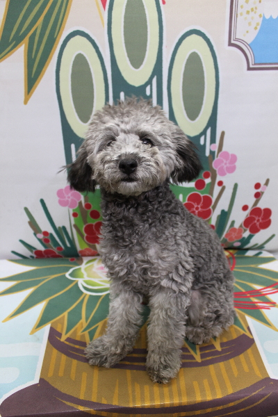 千葉県船橋市のトイプードルのトリミング前画像