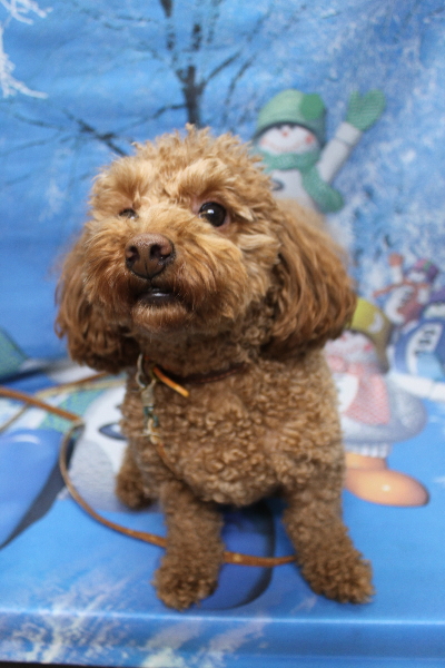 千葉県船橋市のトイプードルのトリミング前画像