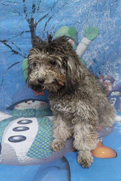 トイプードルブリーダーの成犬、トリミング前画像