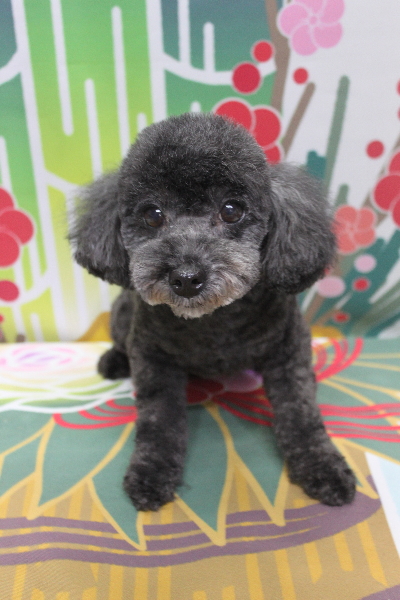 トイプードルブリーダーの成犬、トリミング画像