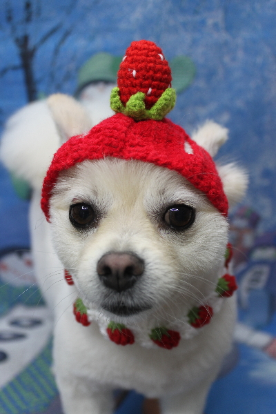 東京都港区のポメラニアンのトリミング画像