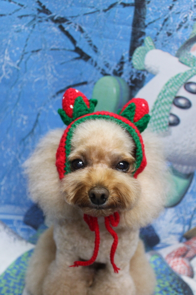 千葉県千葉市のトイプードルのトリミング画像