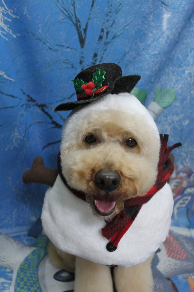 千葉県船橋市のトイプードルのトリミング画像