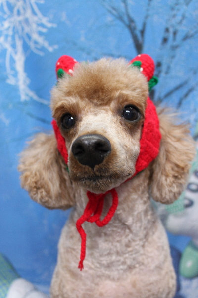 千葉県鎌ケ谷市トイプードルのトリミング画像