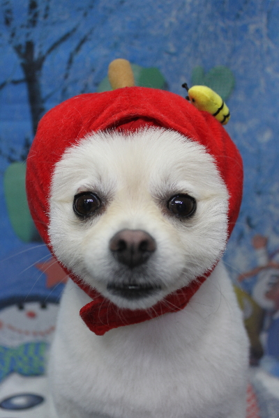 東京都港区のポメラニアンのトリミング画像