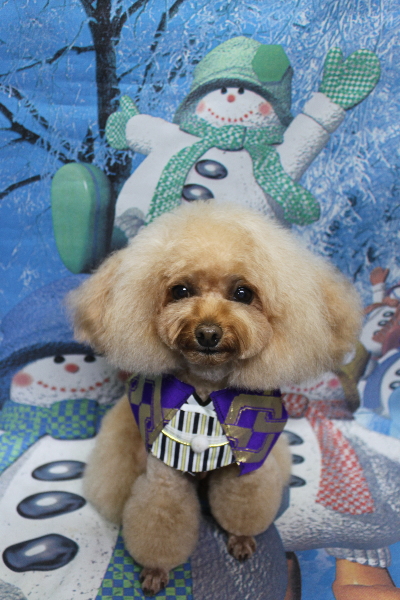 千葉県千葉市のトイプードルのトリミング画像