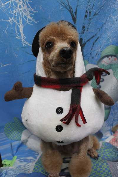 千葉県鎌ケ谷市トイプードルのトリミング画像