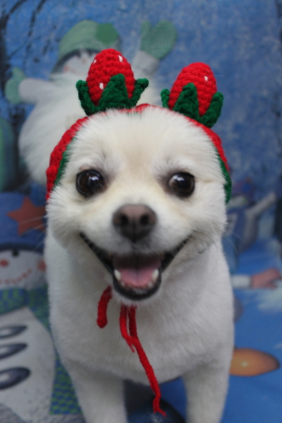 東京都港区のポメラニアンのトリミング画像