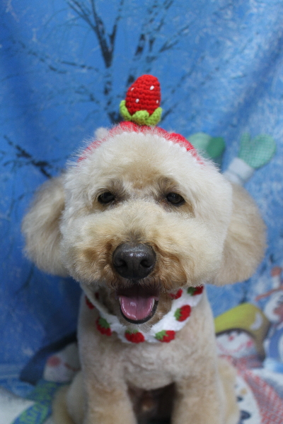 千葉県船橋市のトイプードルのトリミング画像