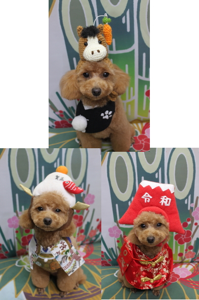 千葉県松戸市のトイプードルのトリミング画像