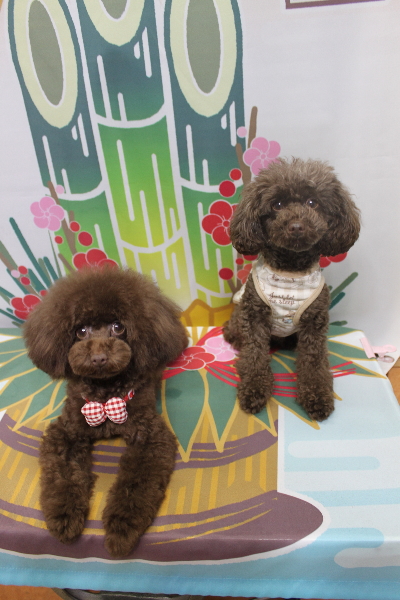 東京都台東区のトイプードルのトリミング画像