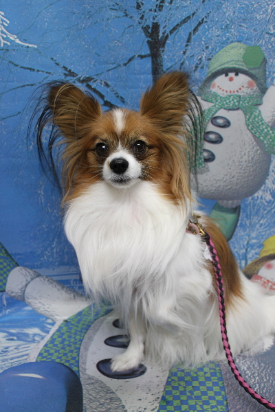 千葉県鎌ヶ谷市のパピヨンのトリミング前画像