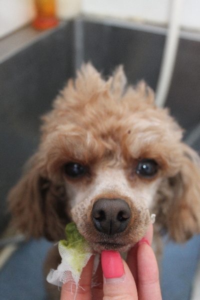 千葉県船橋市のトイプードルの歯磨き画像