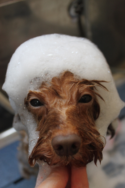 千葉県船橋市のトイプードルのシャンプー画像