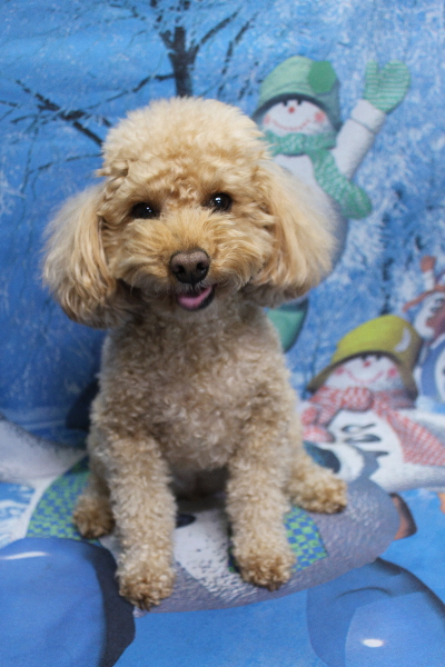 千葉県佐倉市のトイプードルのトリミング前画像