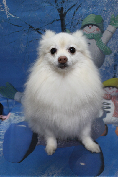 千葉県鎌ケ谷市ポメラニアンのトリミング前画像