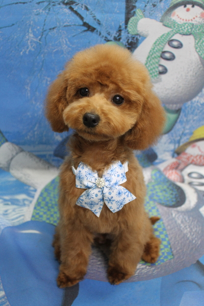 千葉県船橋市のトイプードルのトリミング画像