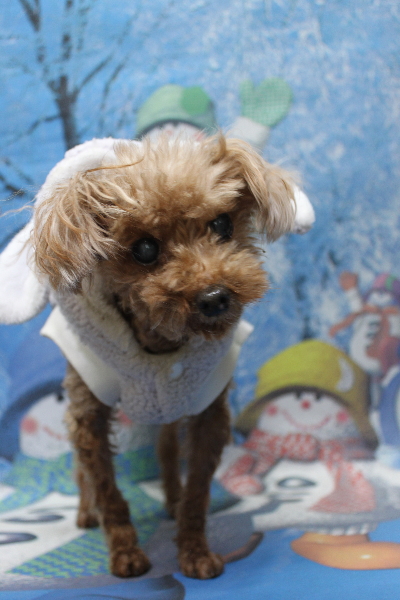 千葉県船橋市のトイプードルのトリミング前画像