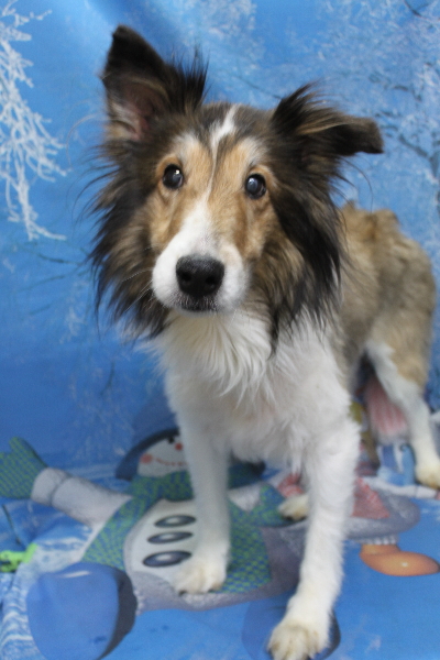 千葉県船橋市のシェルティーのトリミング前画像