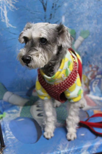 千葉県船橋市のミニチュアシュナウザーのトリミング前画像