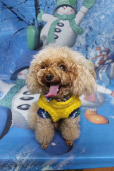 千葉県千葉市のトイプードルのトリミング前画像