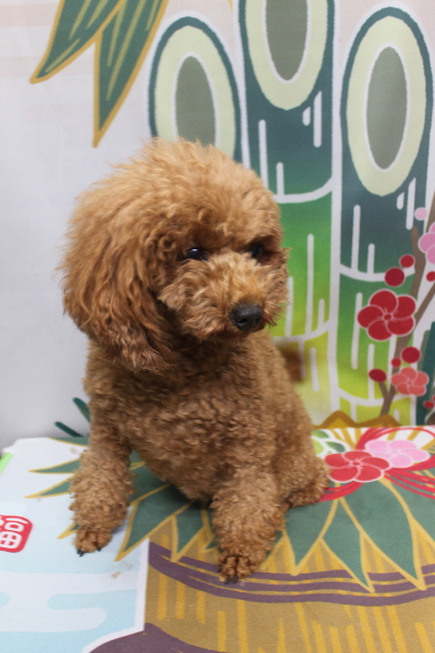 トイプードルブリーダーの成犬、トリミング前画像