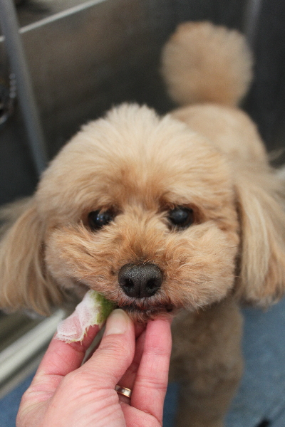 千葉県船橋市のトイプードルの歯磨き画像