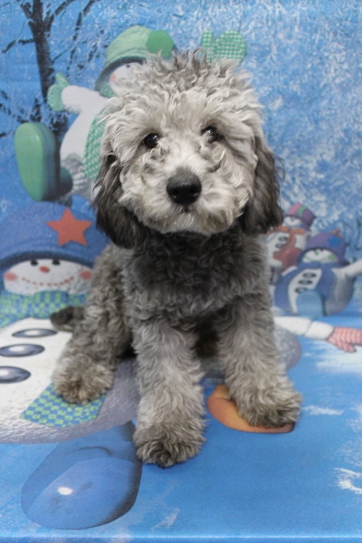 千葉県鎌ヶ谷市のトイプードルのトリミング前画像