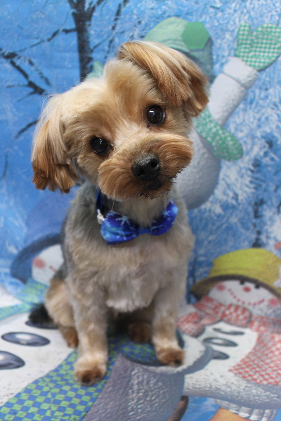 千葉県鎌ケ谷市のヨークシャテリアのトリミング画像