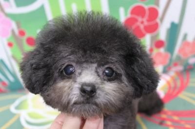 トイプードルブリーダーの子犬、トリミング画像