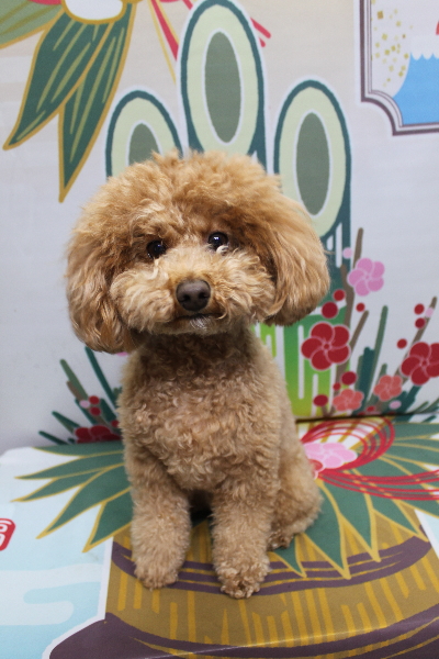 千葉県船橋市のトイプードルのトリミング前画像