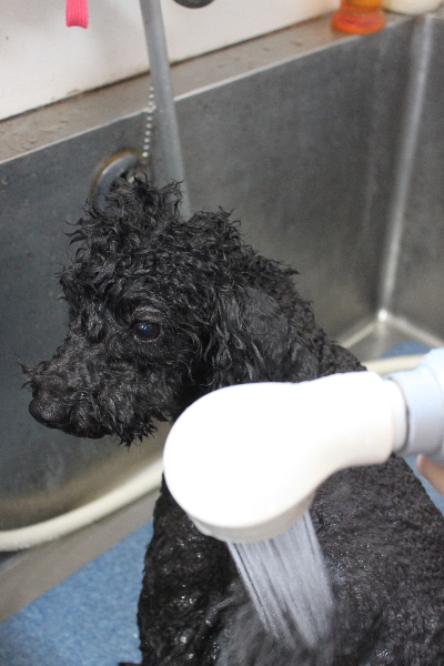 千葉県鎌ヶ谷市のトイプードルのオゾンシャワー画像