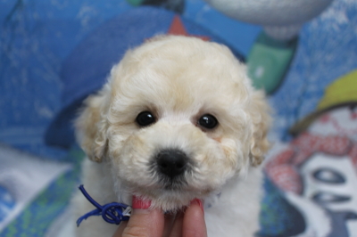 トイプードルブリーダーの子犬、トリミング画像