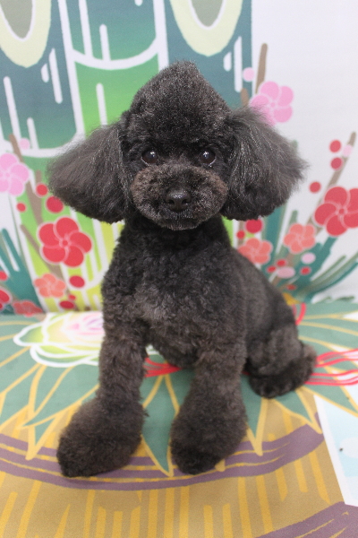 トイプードルブリーダーの成犬、トリミング画像