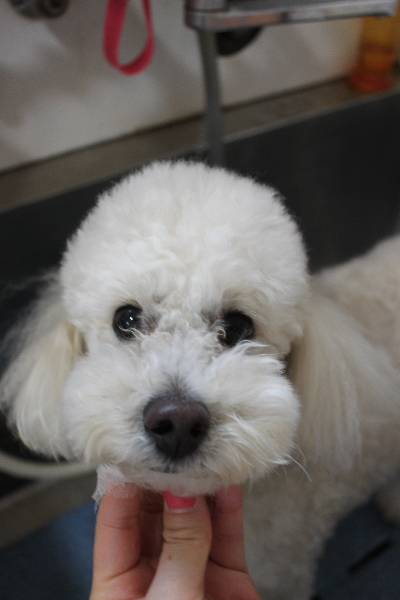 千葉県鎌ヶ谷市のトイプードルの歯磨き画像