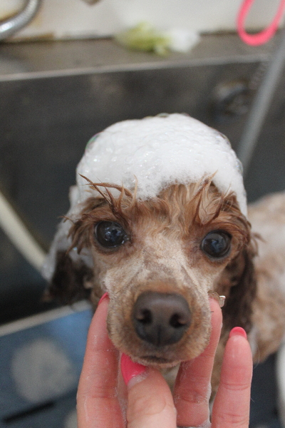 千葉県船橋市のトイプードルのシャンプー像