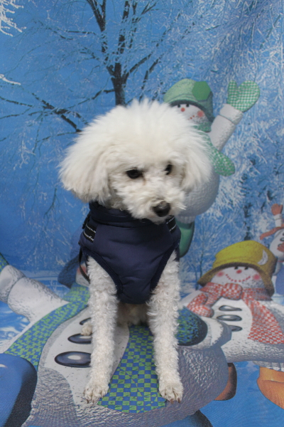 千葉県市川市のトイプードルのトリミング前画像