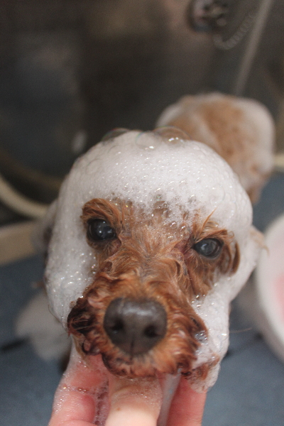 千葉県船橋市のトイプードルのシャンプー画像