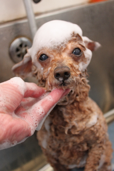千葉県船橋市のトイプードルのシャンプー画像