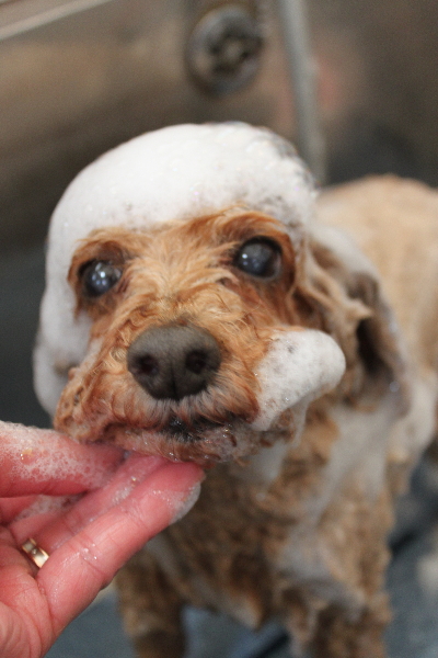 千葉県船橋市のトイプードルのシャンプー画像